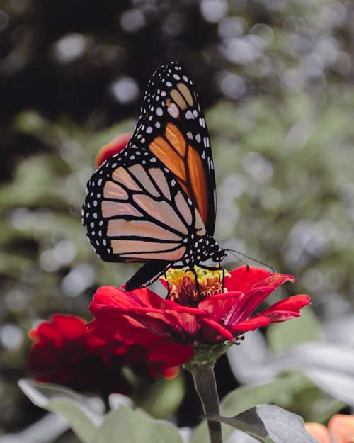 Monarch Butterfly sitting on a red flower