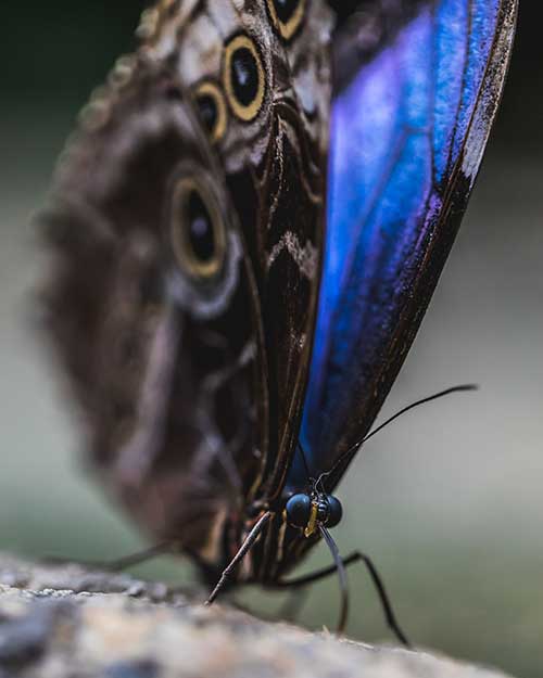 Morpho Didius Butterfly on tree