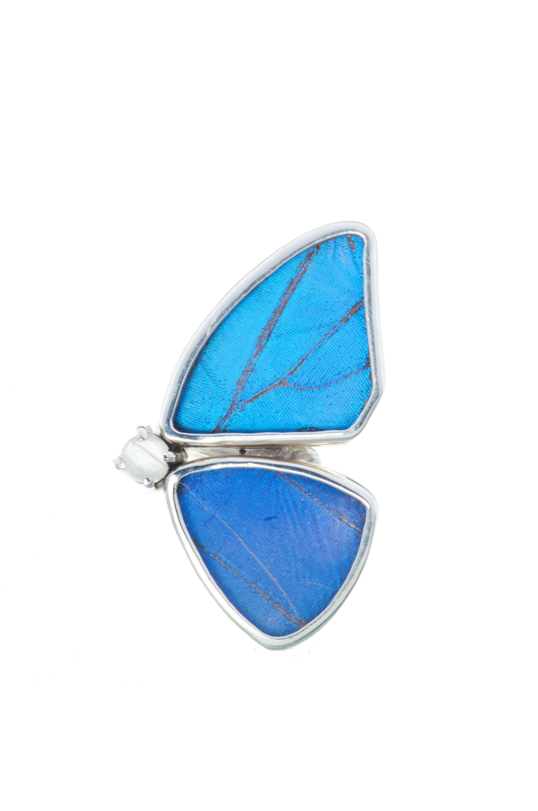 1-Real Butterfly Wings-A-2D-2F-Silver-butterfly-ring-with-blue-topaz-birthstone-Iridescent-Blue-half-Morpho-Didius