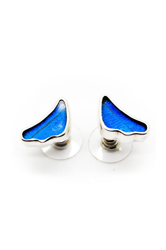 1-Real Butterfly Wings-A-SA-3B-Silver-butterfly-earrings-Iridescent-Blue-Wing-Shaped-Morpho-Didius