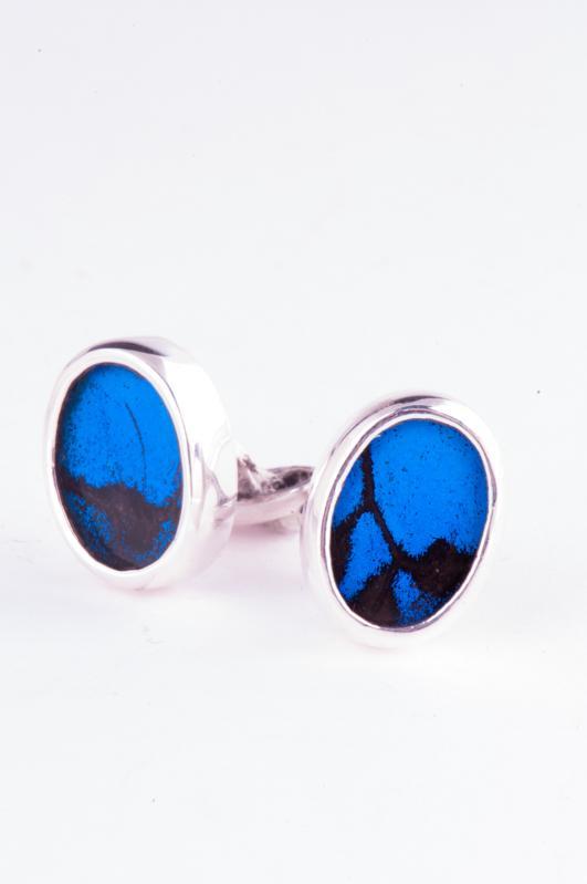 1-Real Butterfly Wings-A-SA-O1-Silver-butterfly-cufflinks-Royal-Blue-Oval-Papilio-Ulysses